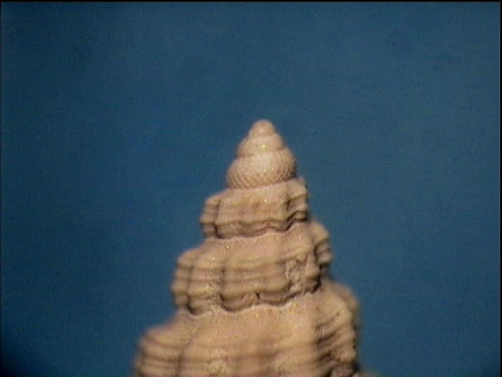 Comarmondia stria